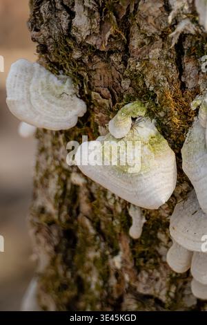 Una foto macro verticale dettagliata di funghi bianchi a staffa (funghi da scaffale) che crescono sulla corteccia muschiata di un tronco d'albero Foto Stock