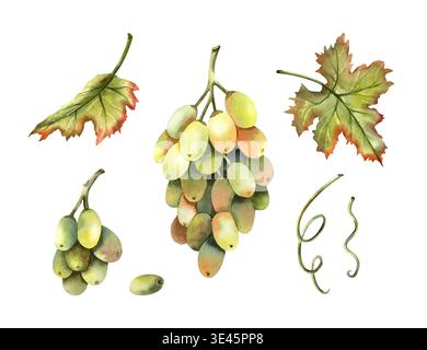 Acquerello con grappolo di uva verde, vite, vite, foglie di foglie di fogliame. Clip art botanica con frutti di bosco all'inizio dell'autunno isolata su sfondo trasparente Foto Stock