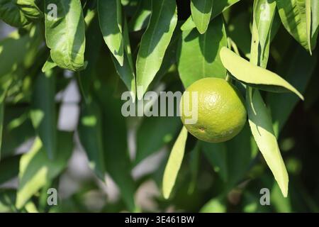 mandarini ingiallibili sugli alberi a settembre Foto Stock