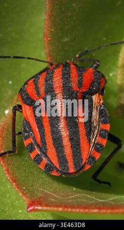 Macro primo piano di un bug a strisce Graphosoma italicum su una foglia verde succulenta in Grecia. Colorazione di avvertimento rosso e nero brillante con punta fine Foto Stock