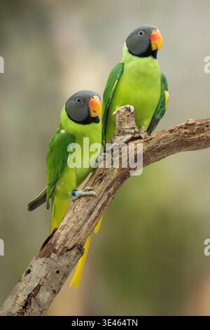 Slaty-head Parakeet, Psittacula himalayana Foto Stock
