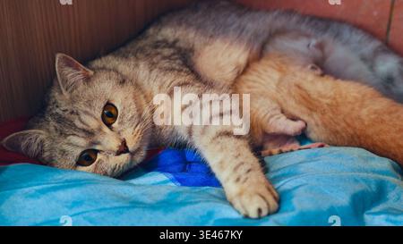 Madre gatta allattando i suoi gattini stesi su una coperta Foto Stock