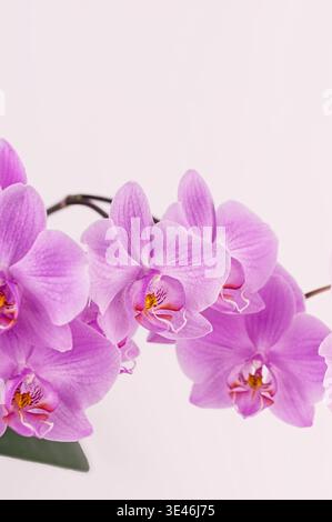 Fiore di orchidea viola su sfondo chiaro. Splendida fioritura di phalaenopsis con delicata texture petali. Elegante disposizione floreale per l'arredamento degli interni Foto Stock