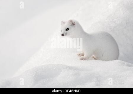 Stoat o Ermine (Mustela erminea) camminate sulla neve con pelliccia bianca, inverno, Alpi italiane Foto Stock