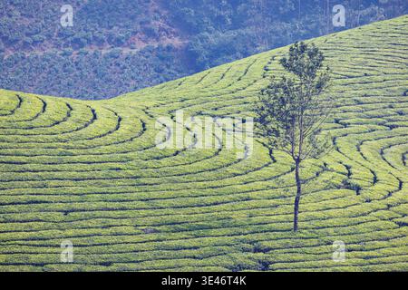 India Kerala, Munnar, piantagione di tè Foto Stock