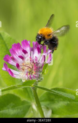 Ape cardaria artica, ape cardaria comune (Bombus pascuorum smithianus, Bombus agrorum smithianus, Megabombus pascuorum floralis), siede su trefoil, Norvegia Foto Stock