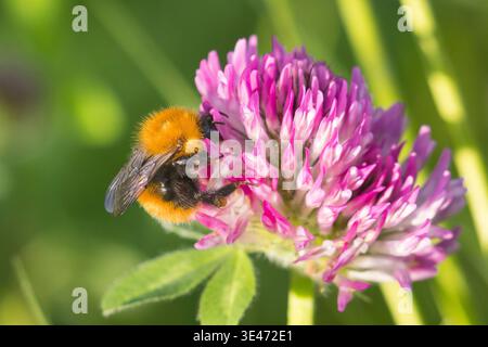 Ape cardaria artica, ape cardaria comune (Bombus pascuorum smithianus, Bombus agrorum smithianus, Megabombus pascuorum floralis), siede su trefoil, Norvegia Foto Stock