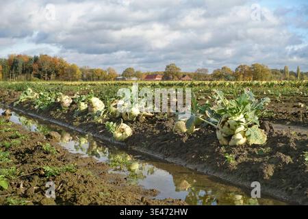 Kohl rabi, rapa tedesca, cavolo di rapa (Brassica oleracea convar. acepala var. Gongylodes, Brassica oleracea var. gongylodes), kohlrabis residuo acceso Foto Stock