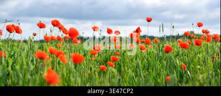 Fiori di papavero rossi che fioriscono nel campo verde sotto il cielo luminoso. Vibrante prato primaverile con colori naturali e una fresca atmosfera all'aperto Foto Stock