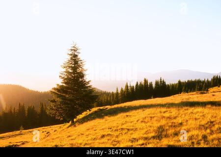 La luce dorata del sole illumina il prato alpino con abete solitario sul pendio della montagna. Il caldo bagliore mattutino e la morbida foschia creano un paesaggio naturale tranquillo con spazio per le copie Foto Stock