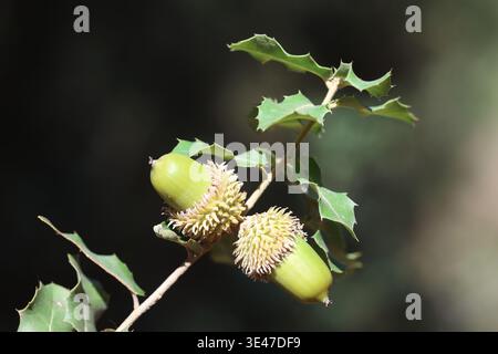 Ghiande e foglie di Quercus coccifera Foto Stock