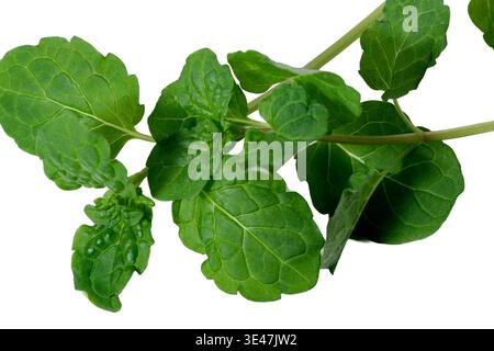 Le fresche foglie verdi di balsamo al limone mostrano una consistenza e un aroma vibranti, isolate splendidamente. Foto Stock