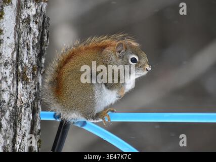 Uno scoiattolo rosso nel boschetto di aceri, Sainte-Apolline, Québec, Canada Foto Stock