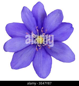 Fiore blu di anemone hepatica isolato su sfondo bianco Foto Stock