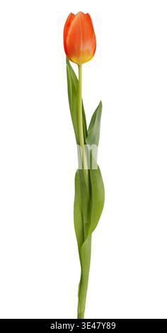 Singolo fiore di tulipano arancione isolato su sfondo bianco Foto Stock