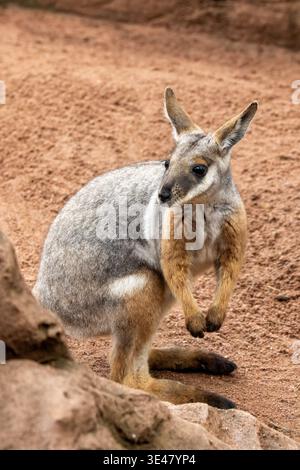 Wallaby roccioso dai piedi gialli, Petrogale xanthopus o wallaby roccioso dalla coda ad anello. Specie vulnerabile endemica dell'Australia meridionale, del nuovo Galles del Sud e del sou Foto Stock