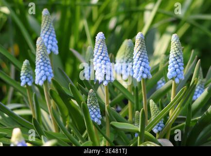 Primo piano di Muscari 'Baby's Breath' Grape Hyacinth Foto Stock