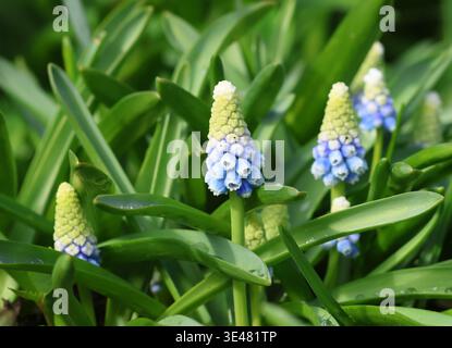 Un primo piano di Muscari 'Mountain Lady' Grape Hyacinth Foto Stock