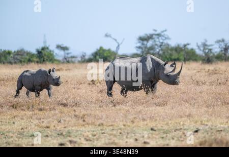 Nero o sfogliare rinoceronte (Diceros bicornis), femmina adulta e vitello Foto Stock