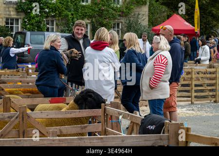 Le pecore del Suffolk si trovano in penne prima della competizione (animali da fattoria di razza pura, socializzando durante l'evento) - affollata Masham Sheep Fair, North Yorkshire, Inghilterra, Regno Unito. Foto Stock