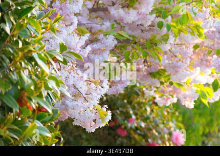 Christchurch, nuova Zelanda: Fiori di ciliegio rosa tenue in piena primavera, con foglie verdi lussureggianti e fiori di camelia sotto il caldo sole mattutino. Foto Stock