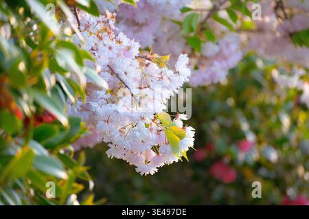 Christchurch, nuova Zelanda: Fiori di ciliegio rosa tenue in piena primavera, con foglie verdi lussureggianti e fiori di camelia sotto il caldo sole mattutino. Foto Stock