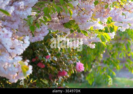 Christchurch, nuova Zelanda Christchurch, nuova Zelanda: Fiori di ciliegio rosa tenue in piena primavera, con foglie verdi lussureggianti e fiori di camelia Foto Stock