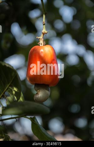Vista di una mela rossa matura di anacardi con il suo dado appeso a un ramo di albero nel lussureggiante fogliame tropicale di Bijagos, Guinea Bissau. Foto Stock