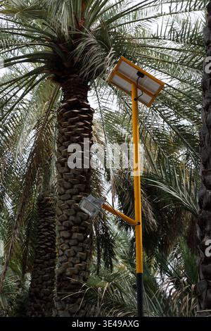 Luce solare di Date Palm nell'Oasis Wadi al Arbeieen Sultanato dell'Oman Foto Stock