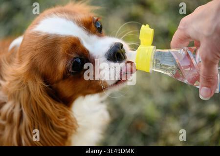 Il cane beve l'acqua dalla bottiglia di plastica nelle calde giornate di sole durante la passeggiata nel parco. Il proprietario si prende cura degli animali domestici, Charles spaniel. Idratazione, cura degli animali domestici, sete di cane, Foto Stock