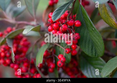 Bacche di cotoneaster rosso brillante, Cotoneaster glaucophyllus, sullo sfondo di foglie verdi in un giardino su un ramo. Foto Stock