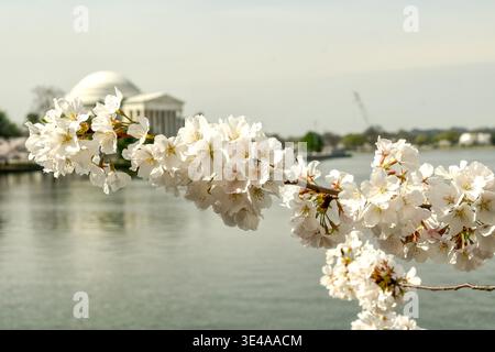 I ciliegi giapponesi sono in piena fioritura presso il Tidal Basin di Washington, D.C. marzo 2026. Foto Stock