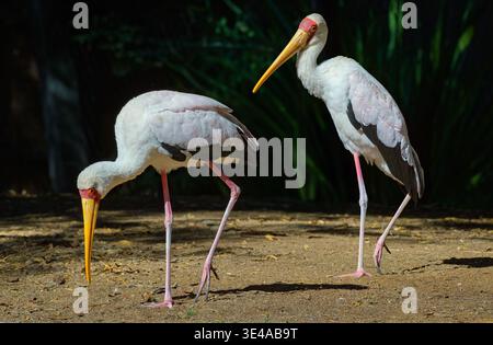 Due cicogne a becco giallo (Mycteria ibis) interagiscono da vicino mentre si forgiano su terreno sabbioso Foto Stock