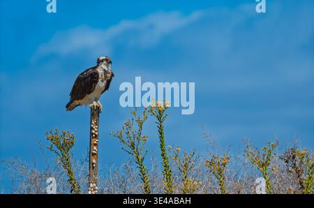 Falco pescatore adulto (Pandion haliaetus) arroccato su un palo di legno nell'habitat costiero sotto il cielo azzurro, a scansionare le prede Foto Stock