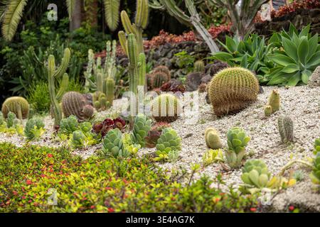Cactus e giardino dal design succulento con piante diverse in un ambiente botanico paesaggistico Foto Stock