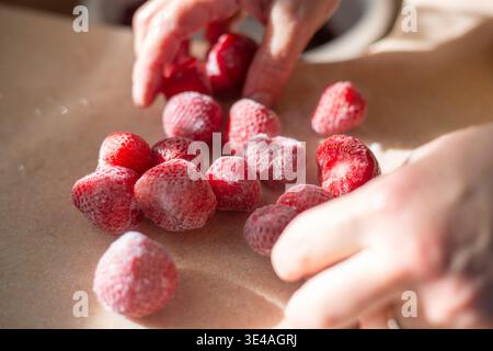 Mani femminili di casalinga che stendono fragole congelate sul tavolo dal freezer. La luce del sole illumina il tavolo. Foto di alta qualità Foto Stock