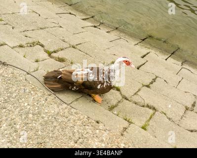 Un'anatra moscovita domestica con caratteristici caruncoli facciali rossi e piume marrone-bianche. L'uccello è in piedi su una sponda lastricata del fiume vicino all'acqua Foto Stock