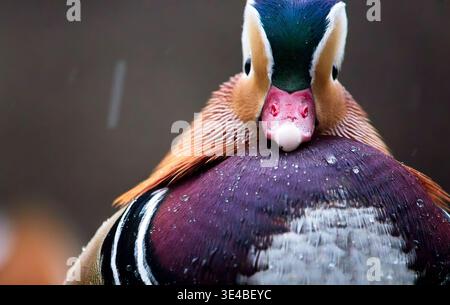 Anatra al mandarino maschio primo piano con gocce d'acqua sul piumaggio, Bluebell Walk, Richmond upon Tamigi, Greater London, Inghilterra, Regno Unito. Foto Stock