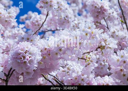 SEATTLE, WASH., Stati Uniti - 26 MARZO 2026: I ciliegi fioriscono sotto un cielo blu annunciano l'arrivo della primavera a Seattle, Washington, il 26 marzo 2026. Foto Stock