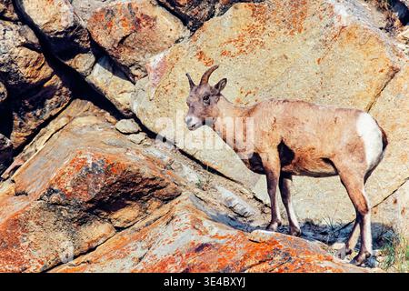 Pecora di Bighorn in piedi accanto a una faccia di roccia Foto Stock