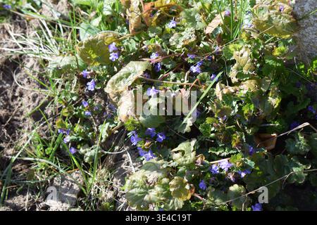 violette fiorite in giardino Foto Stock