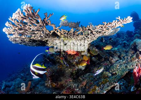 Diversi pesci tropicali che nuotano vicino a grandi coralli da tavola su una barriera corallina a Tulamben, Bali Foto Stock
