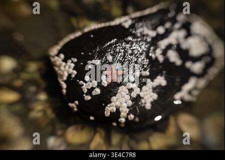 Stelle marine rosa su roccia scura del New England ricoperte di barnacli bianchi Foto Stock
