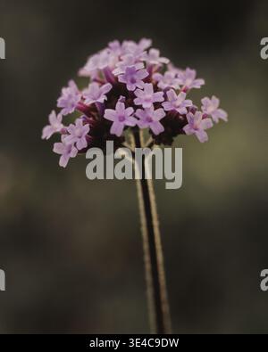 Fiori di verbena viola retroilluminati dal sole Foto Stock