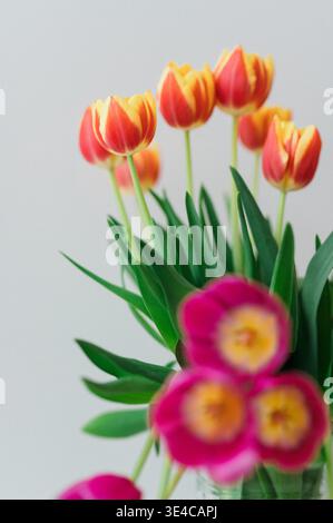 Mazzo di tulipani colorati su sfondo bianco 2 Foto Stock