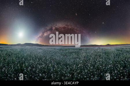Via Lattea sul campo di fiori bianchi con paesaggio illuminante della Luna Foto Stock