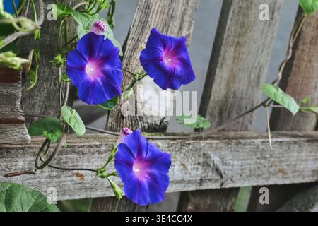 Una foto ravvicinata di una brillante gloria mattutina blu e viola Foto Stock