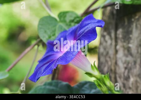 Una foto ravvicinata di una brillante gloria mattutina blu e viola Foto Stock