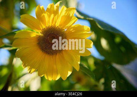 Primo piano di un girasole luminoso in fiore a Chiavenna, Italia, con luce solare e cielo blu sullo sfondo Foto Stock