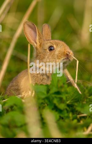 Baby Wild Rabbit (kit) seduto in erba verde Foto Stock